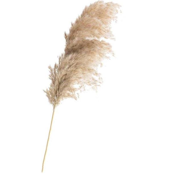 Pampas Grass Home Decor