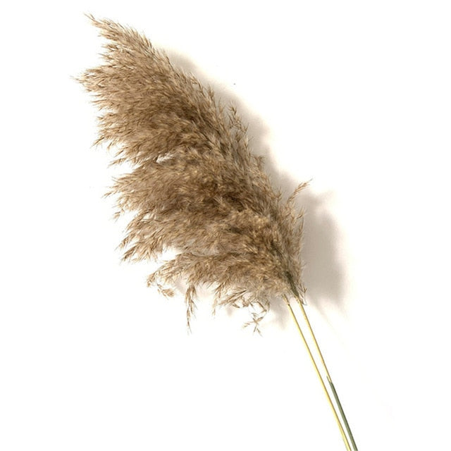 Pampas Grass Home Decor