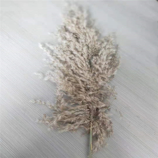 Pampas Grass Home Decor