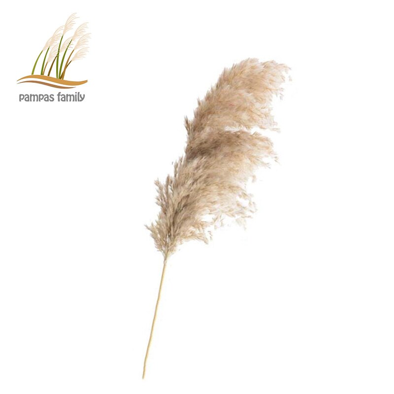 Pampas Grass Home Decor